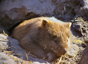 Australia-wombat