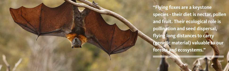 Flying-fox