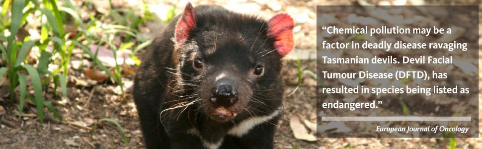 Tasmanian-devil