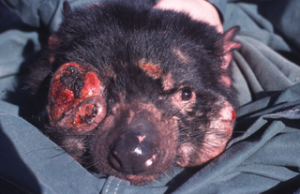 Tasmanian_Devil_Facial_Tumour_Disease