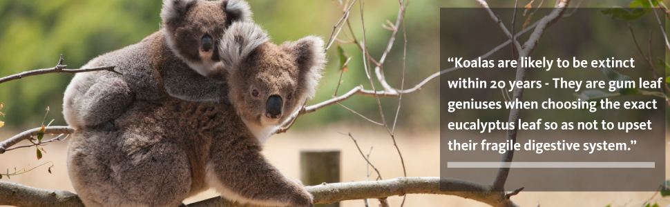 banner-koala