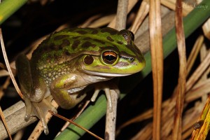 Growling_Grass_Frog