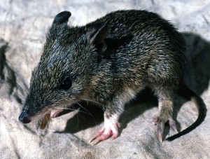 Southern_Brown_Bandicoot_juvenile