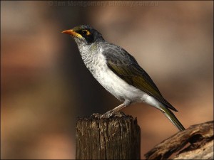 black_eared_miner_89351