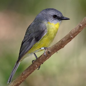 Eastern_yellow_robin