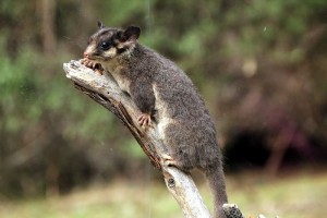 Leadbeater's_Possum_called_George_-_taxidermied_01