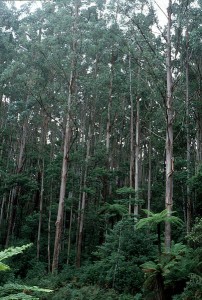 Mountain_Ash_in_Victoria