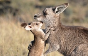 Petition-Canberra