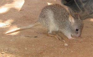 Rufus_bettong