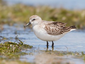 Red-neckedStint