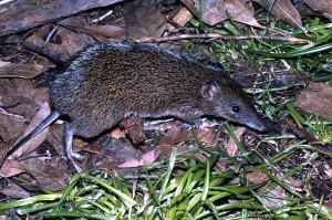 Southern_Brown_Bandicoot_Victoria