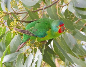 swiftparrot1