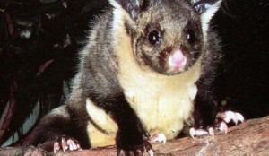 yellow-bellied-glider2