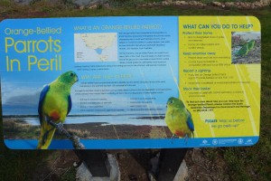 Carpenter Rocks saving Orange Bellied parrot