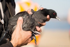 Injured Eurasian Coot - Kerang -17.5 Kim Wormald