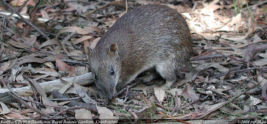 SouthernBrownBandicoot_creditReinerRICHTER