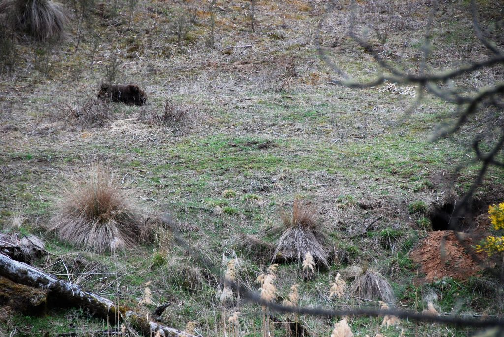 Wombat killed in it's natural habitat