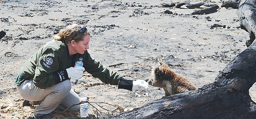 Kangaroo-Island-koalas-Humane-Society