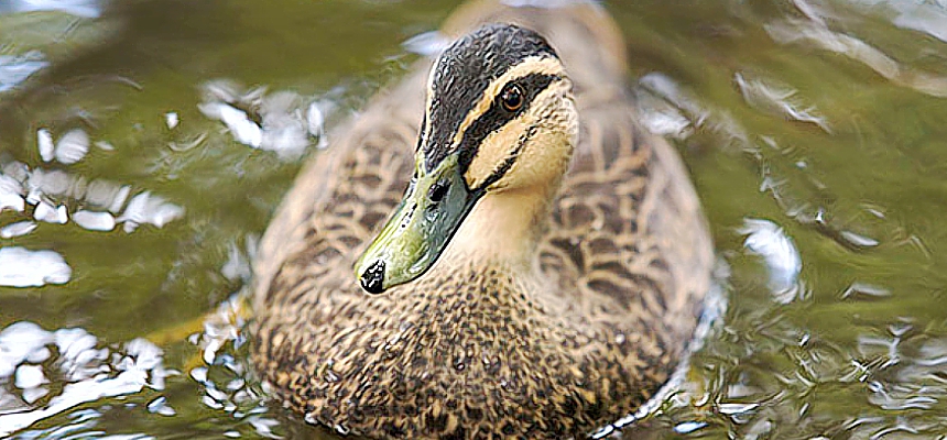 birdlife-in-deep-trouble-PeterHylands-jan2020