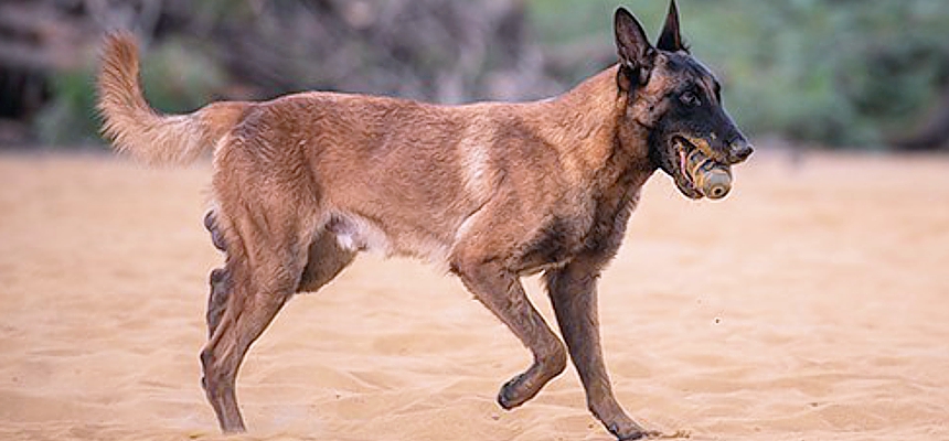 Yellow-Boy-detection-dog_photo-IFAW-Mar2020