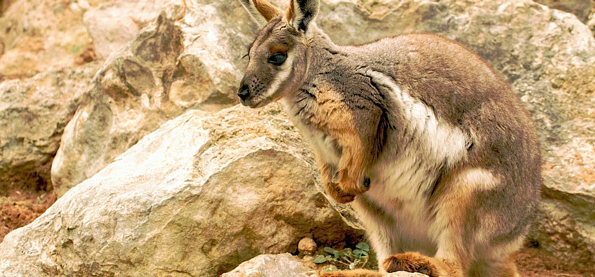 rock-wallaby-Whitepoimter-Dreamstime