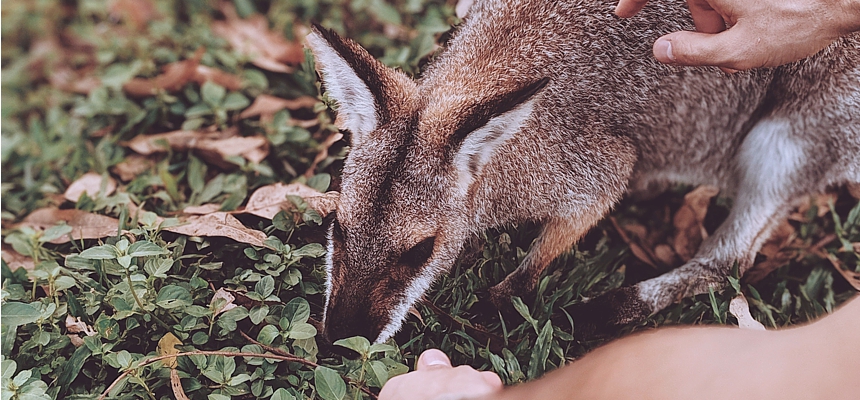 tourist-feeding-wallaby-ValeriiaMiller-Pexels