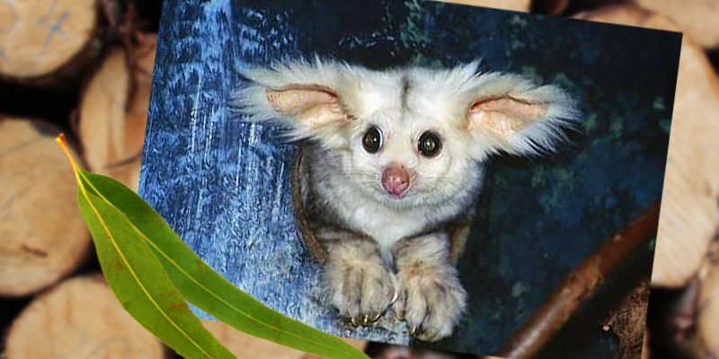 greater-glider-petition-image-credit-Hans-and-Judy-Beste