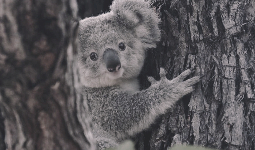 Koala-tree-mid-nth-coast-NSW-supplied_Pat-Durman