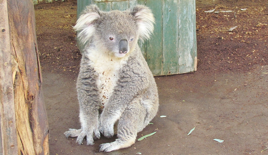 koala-habitat-loss-Leard-State-Forest-NSW-cr-Maria-Taylor-March2016