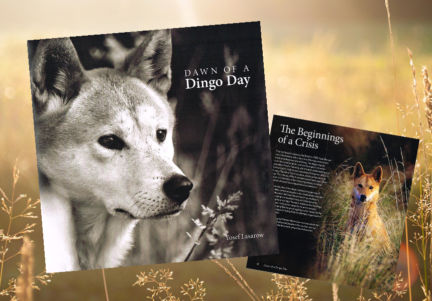 Dawn of a Dingo Day-book-promo-aug2020