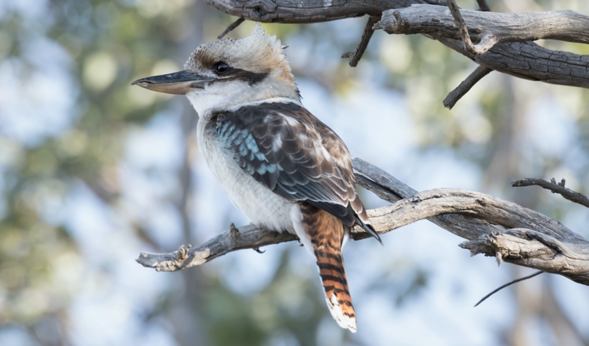 kookaburra-cr-matthew-willimott-unsplash