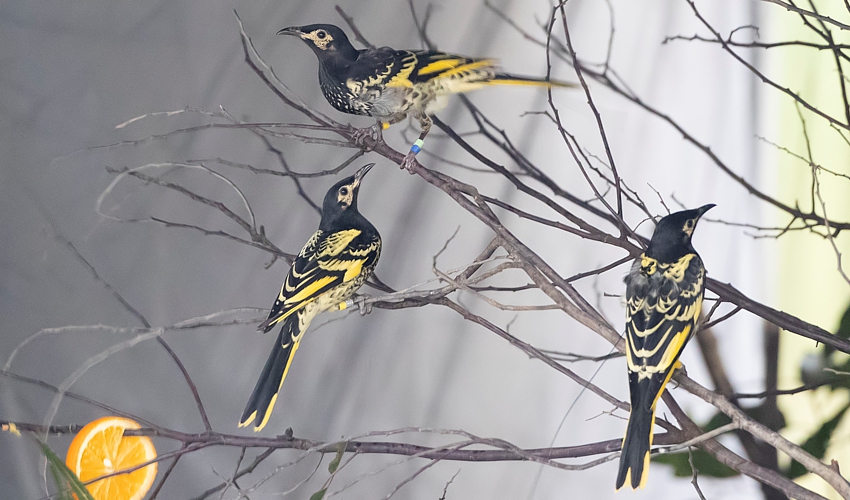 Regent-honeyeater-via-BirdlifeAustralia