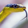 green-tree-snake_DavidClode_unsplash