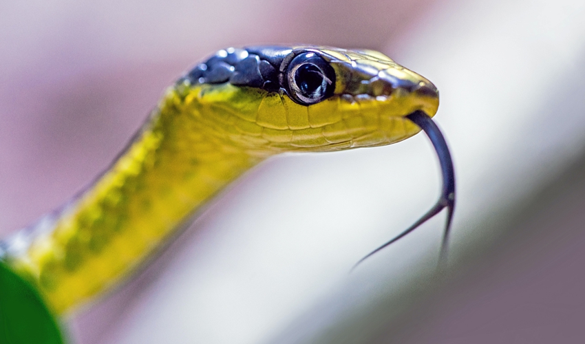 green-tree-snake_DavidClode_unsplash