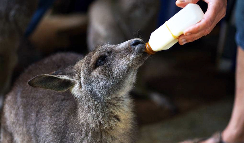 Kangaloola-joey-feeding