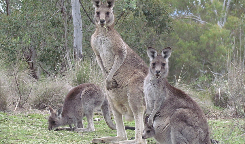 kangaroo-family_by_MariaTaylor