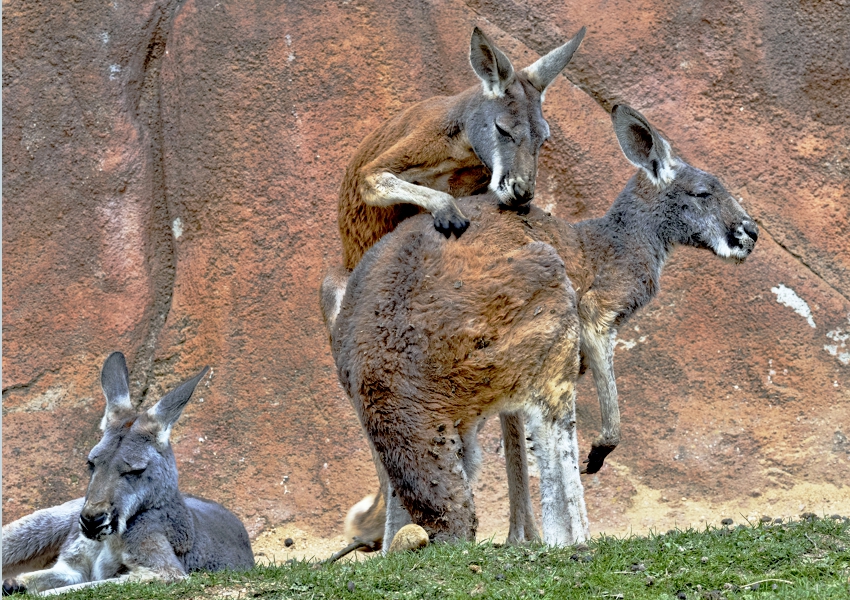 kangaroo-generic-VladislavJirousek-dreamstime