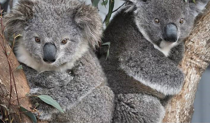 koalas-Jessie-Amelia-source_ifaw