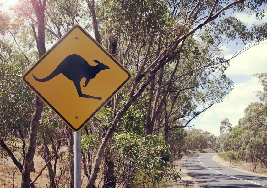 Kangaroo-signage-Vict-road-cr-Jodie-Johnson