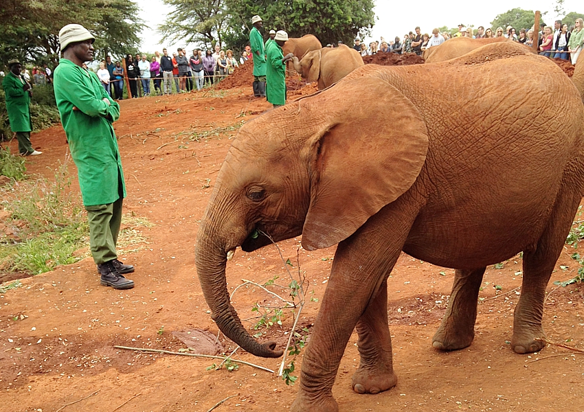 baby-elephants-NationalParkNairobi_cr-SusanCruttenden