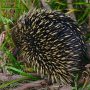 echidna-torpor-shutterstock