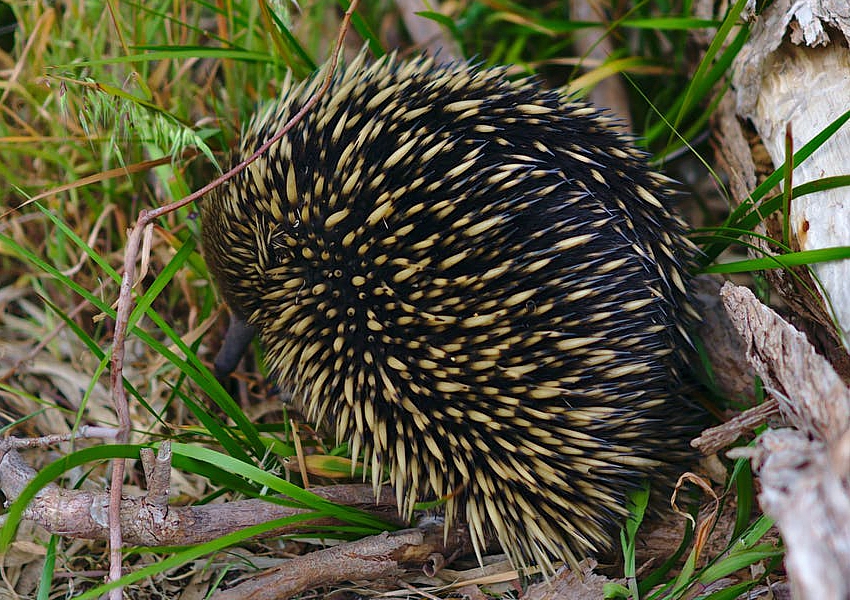 echidna-torpor-shutterstock