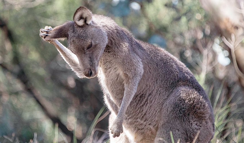 kangaroo-going-going-gone-cr_AndreaHylands