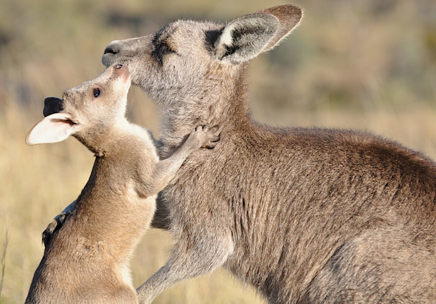 canberra-kangaroo-cull-2021-crBrettClifton