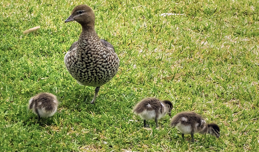 DavinaDuck-chicks-Dixie-Dee-Dilley_supplied-Barbara-Devine_cropped