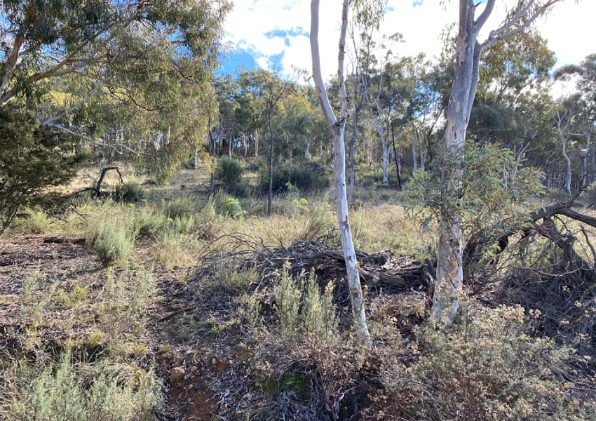 Majura-woody-grassland-2021-cull