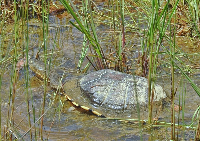 freshwater-turtle-cr-Carol-Lynn