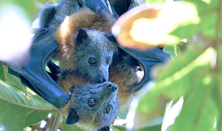 Grey_headed_flying_fox_with_pup_AndrewMercer_wikipedia-CC-by-SA-4.0