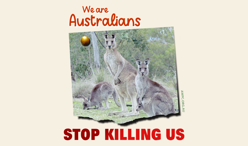 We are Australians-meme-AWPC-feature-SueVanHomrigh