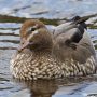 Wood-duck_courtesy of Eleanor Dilley_RVOTDS